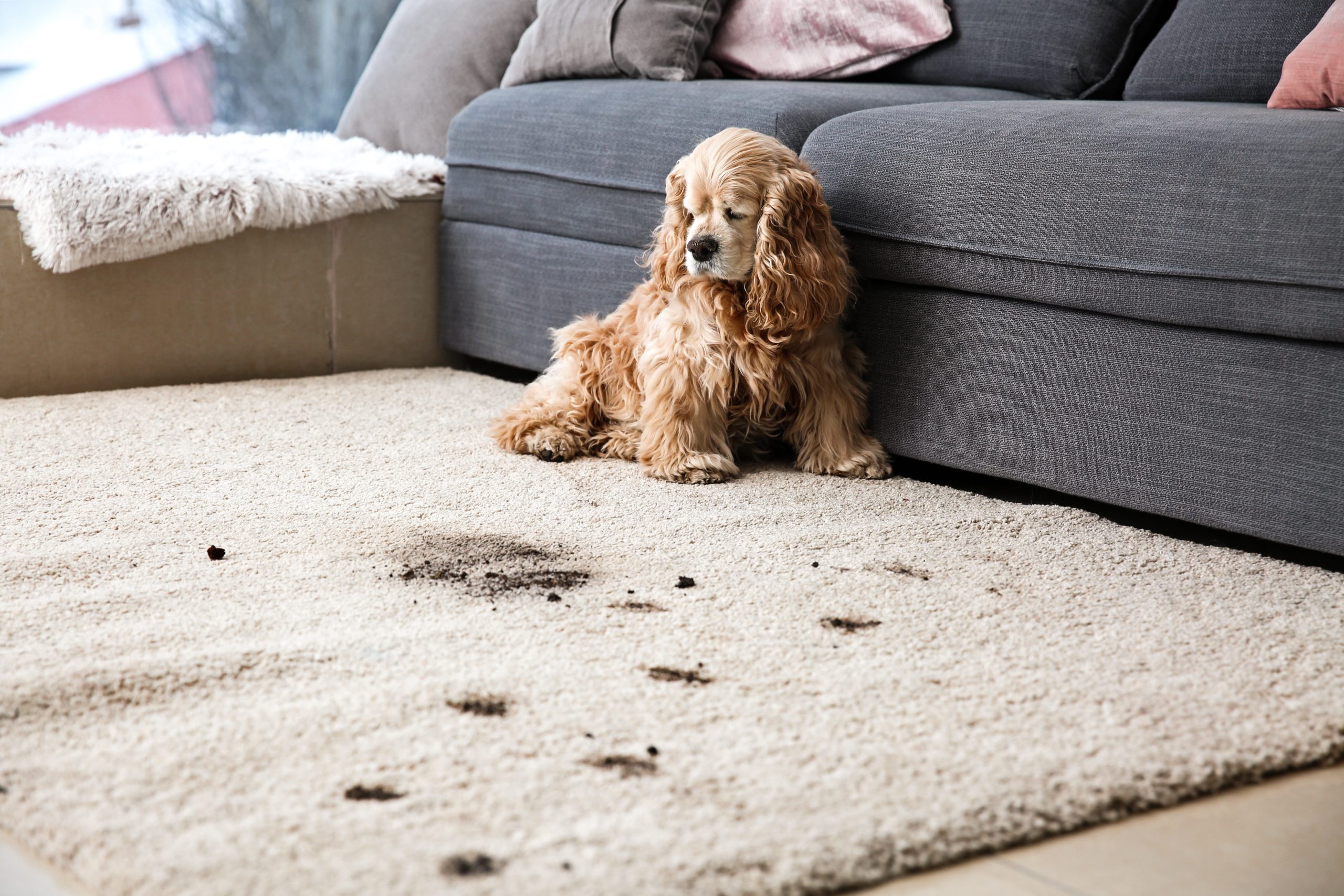 Are you able to clean my carpets - Fussy Cleaning Services